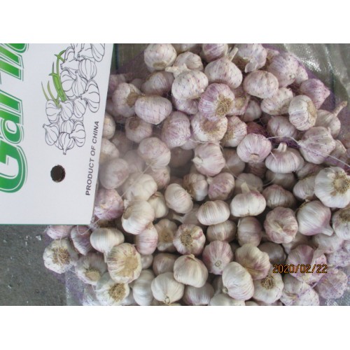 2019 Hot Sale Garlic