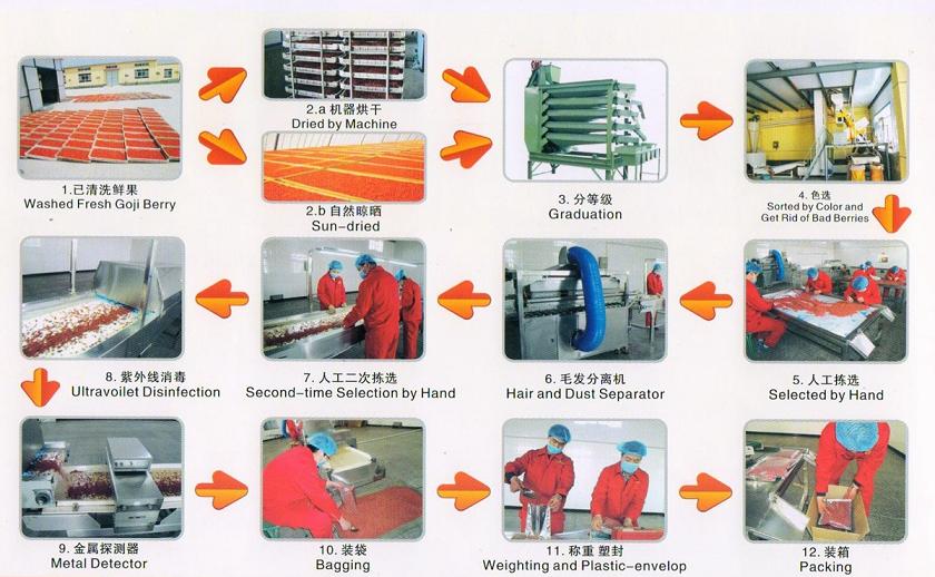 Goji Berry Production Process