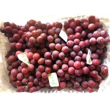 Globe Kualitas Terbaik Grape Top Grade Dijual