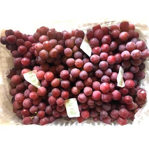 Globe Best Quality Grape Grado superiore in vendita
