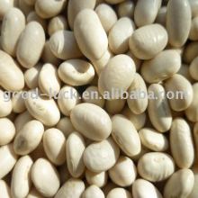 Japanese type white kidney beans
