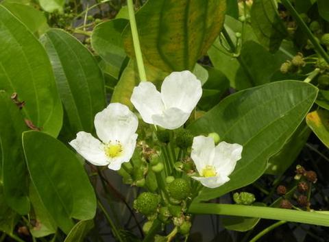 Oriental Waterplantain Rhizome