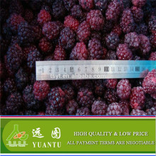 China Frozen Blackberry From Professional Frozen Fruits Berry Supplier