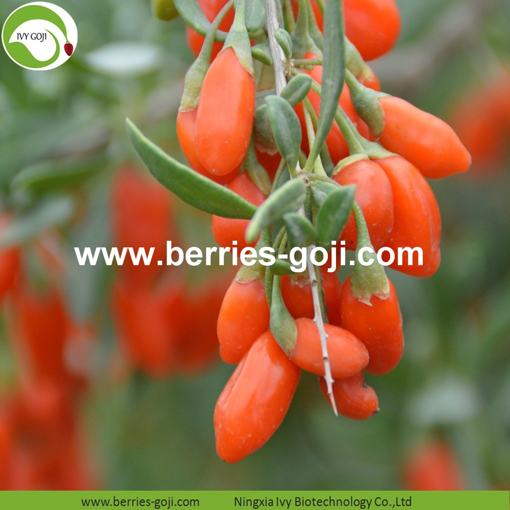 Herkömmliche Goji-Beeren Conventional Goji Berries