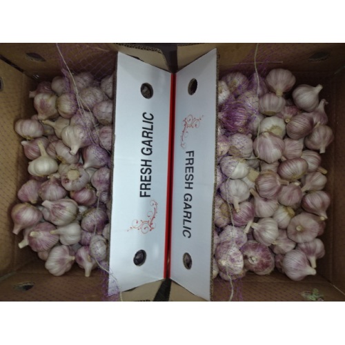 Wholesale Normal White Garlic 2020