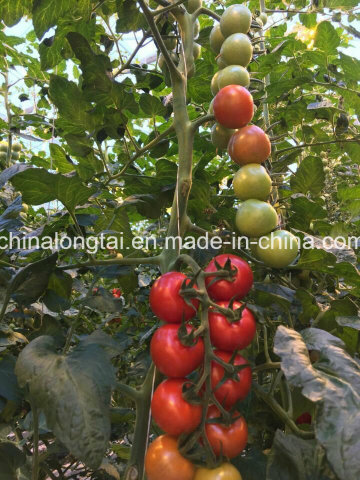 PP Tomato Plant Plastic Rope