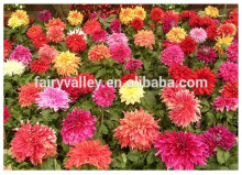 Top Quality Dahlias Flowers Seeds for growing