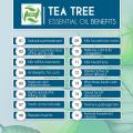 Hot Selling Private label Tea Tree Essential Oil