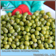 Green Mung Beans/ Green Gram (Vigna radiata).