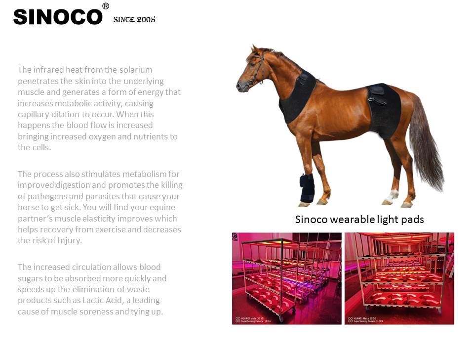 5-Year Guarantee LED Full Body Equine Solarium Device for Horses Horse Sunbath with Red Light Therapy Bar Light for Pets