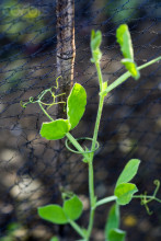 Pea and Bean Climbing Netting