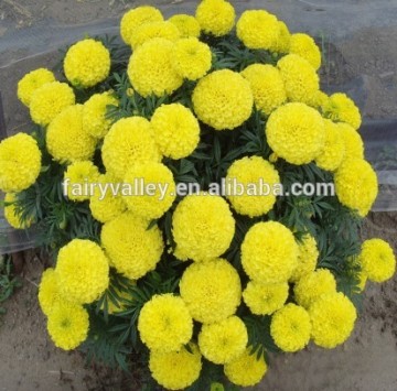 Orange/Yellow/Golden Marigolds Flowers Seeds For Cultivating