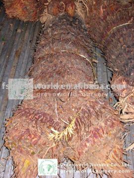 cycas sago palm trees