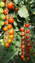 F1 hybrid string round cherry tomato seed