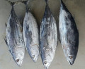 TUMA IQF Bonito Albacore congelado con bajo precio