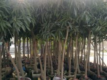 Mangos fruit trees ready for loading container
