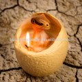 Kuluçkalık Dinozor Mum Dinozor Yumurtası