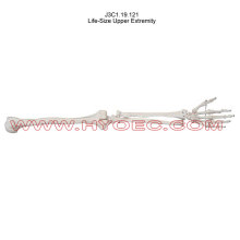 Life-Size Upper Extremity-J3C1.19.121
