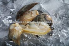 Frozen baby clam