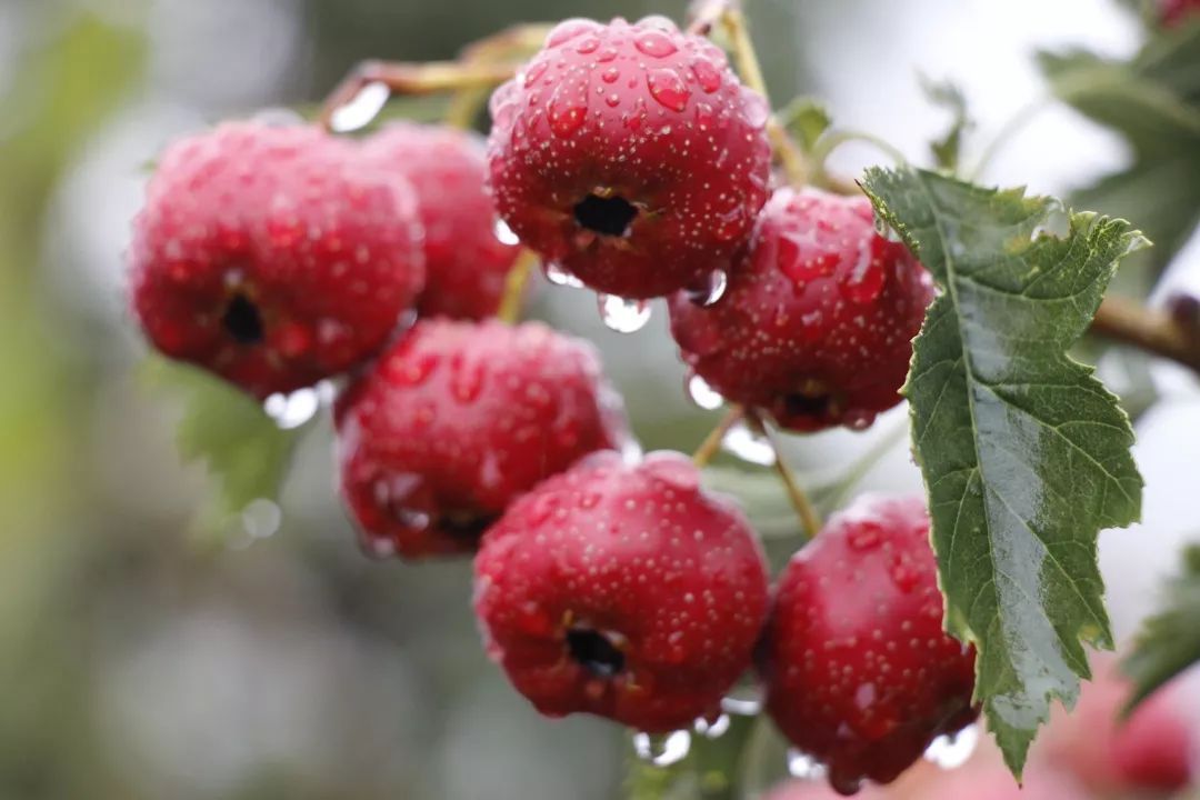 Hawthorn Berry