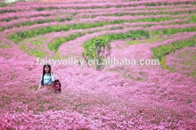 2015 High Quality Pink Babys breath Seeds Gypsophila Seeds For Growing