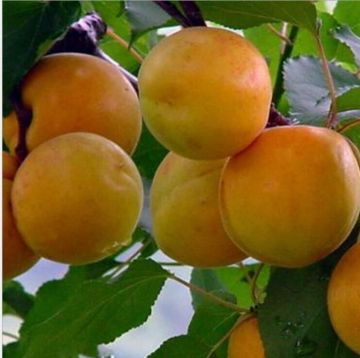 fresh apricot bar cookies