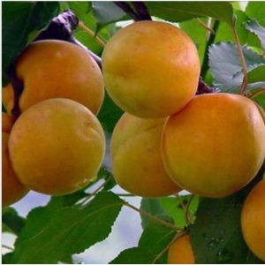 biscuits aux abricots frais