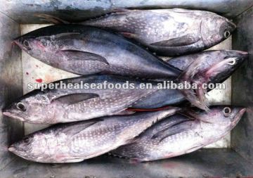 Frozen Tuna