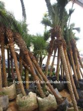 phoenix roebelenii indoor outdoor palm trees