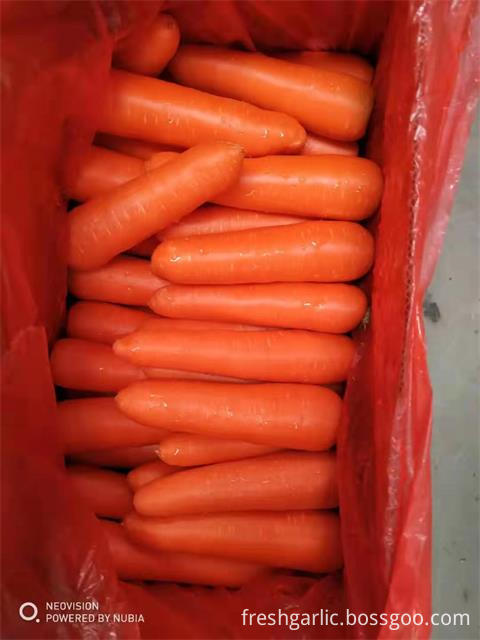 Fresh Carrot Of Crop 2019