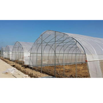 Film Greenhouse Tunnel Seed Breeding Strawberry