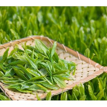 Aceite esencial de té verde chino