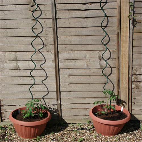 Soporte de planta espiralada de tomate galvanizado en caliente