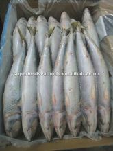 Scomber scombrus Pacific Mackerel