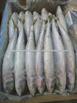 Scomber scombrus Pacific Mackerel