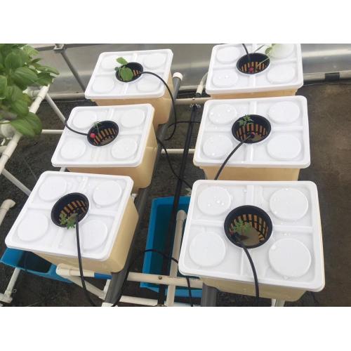 Inicio plantación sistema de cultivo hidropónico de cubo holandés