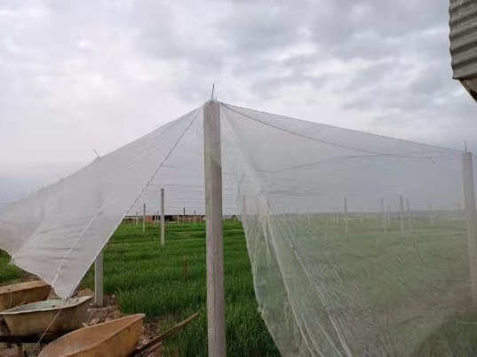 Cena líquida de insetos6 INSECT NET SCENE6