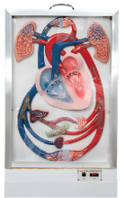 Heart throb and blood circulation electric model