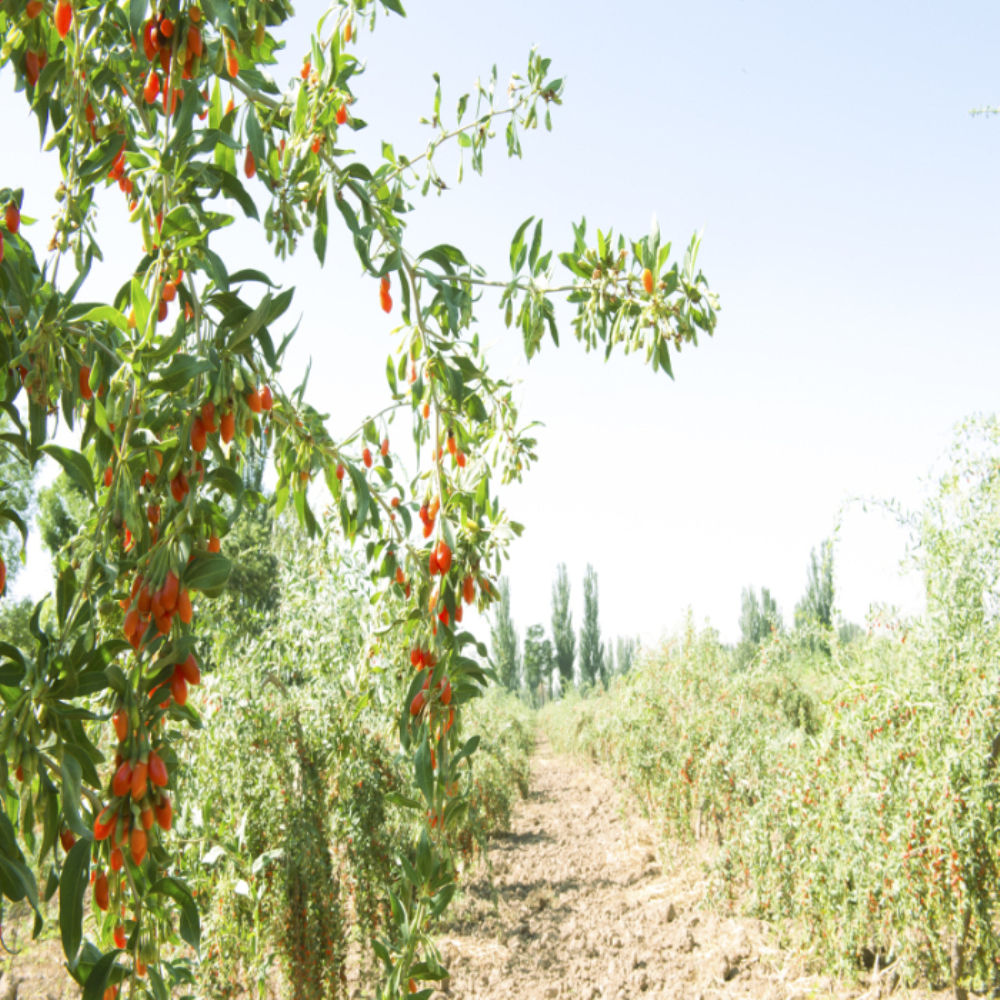 Goji Berry organik yang terbaik goji