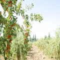 Goji Baies bio le meilleur goji