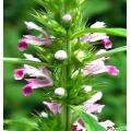 Leonurus-Motherwort-Extraktpulver