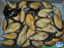 IQF chair de moules avec demi coque