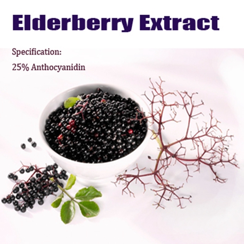 Elederberry Extract powder