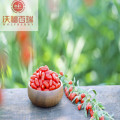 Wolfberry / Lycium Barbarum / Goji Berry yang sihat