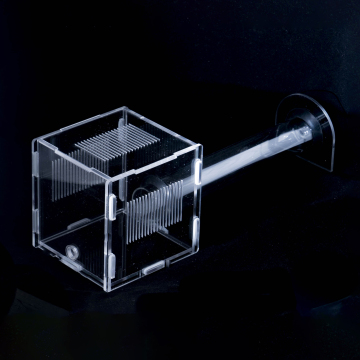 Gypsum Ant Nest: Live Breeding and Teaching Workshop