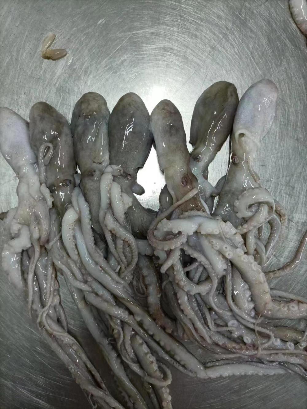 Frozen Whiparm ရေဘဝဲ Frozen ပင်လယ်စာ