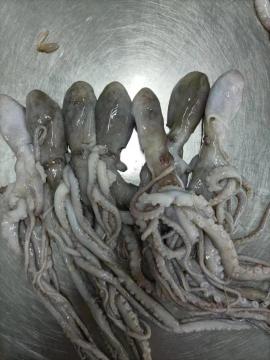 Frozen Whiparm Octopus Frozen Seafood