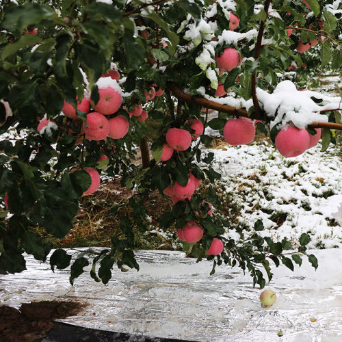 Peladang organik besar epal merah Fuji