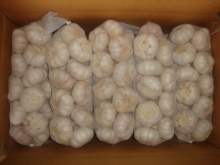 In Great Demand Jinxiang Normal White Garlic