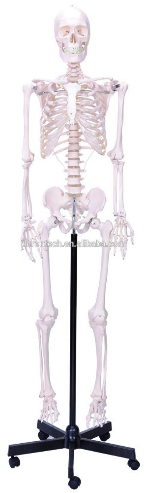 Skeleton model ,Human skeleton ,skeleton teaching model ,anatomical skeleton